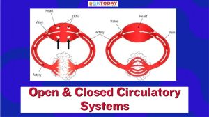 Open & Closed Circulatory Systems