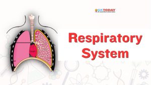 Respiratory System