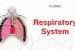 Respiratory System