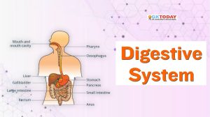 Digestive System