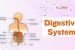 Digestive System
