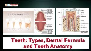 Teeth: Types, Dental Formula and Tooth Anatomy