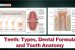 Teeth: Types, Dental Formula and Tooth Anatomy