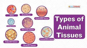 Types of Animal Tissues