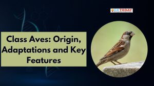 Class Aves: Origin, Adaptations and Key Features