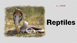 Reptiles
