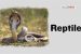 Reptiles