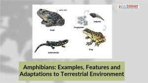Amphibians: Examples, Features and Adaptations to Terrestrial Environment
