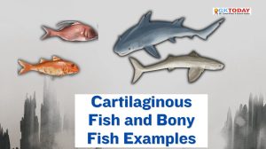 Cartilaginous Fish and Bony Fish Examples