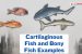 Cartilaginous Fish and Bony Fish Examples