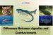 Difference Between Agnatha and Gnathostomata