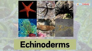 Echinoderms