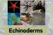 Echinoderms