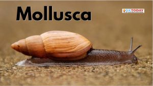 Mollusca