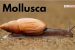 Mollusca