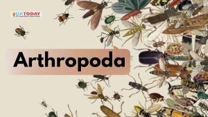 Arthropoda