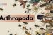 Arthropoda