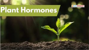 Plant Hormones