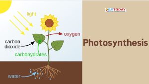 Photosynthesis