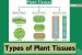 Types of Plant Tissues