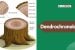 What is dendrochronolgy?