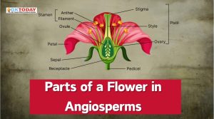 Parts of a Flower in Angiosperms