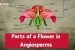 Parts of a Flower in Angiosperms