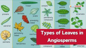 Types of Leaves in Angiosperms