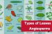Types of Leaves in Angiosperms