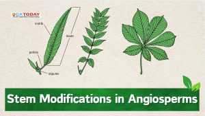 Stem Modifications in Angiosperms