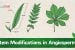 Stem Modifications in Angiosperms