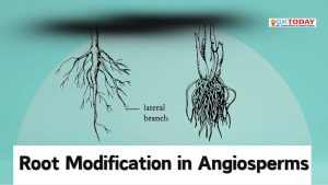 Root Modification in Angiosperms