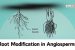 Root Modification in Angiosperms