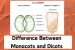 Difference Between Monocots and Dicots