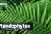 Pteridophytes