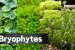 Bryophytes