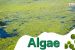 Algae
