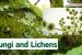 Fungi and Lichens