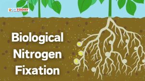 Biological Nitrogen Fixation