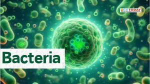 Bacteria