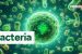 Bacteria