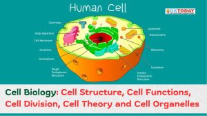 Cell Biology: Cell Structure, Cell Functions, Cell Division, Cell Theory and Cell Organelles