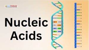 Nucleic Acids