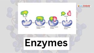 Enzymes
