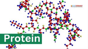 Protein