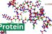 Protein