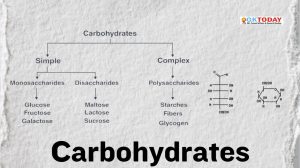 Carbohydrates
