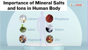 Importance of Mineral Salts and Ions in Human Body