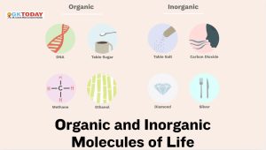 Organic and Inorganic Molecules of Life