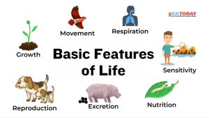 Basic Features of Life